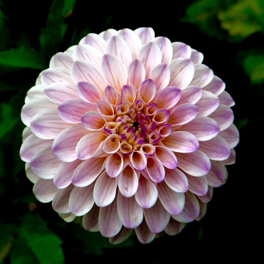 Blush pink dahlia flower in full bloom