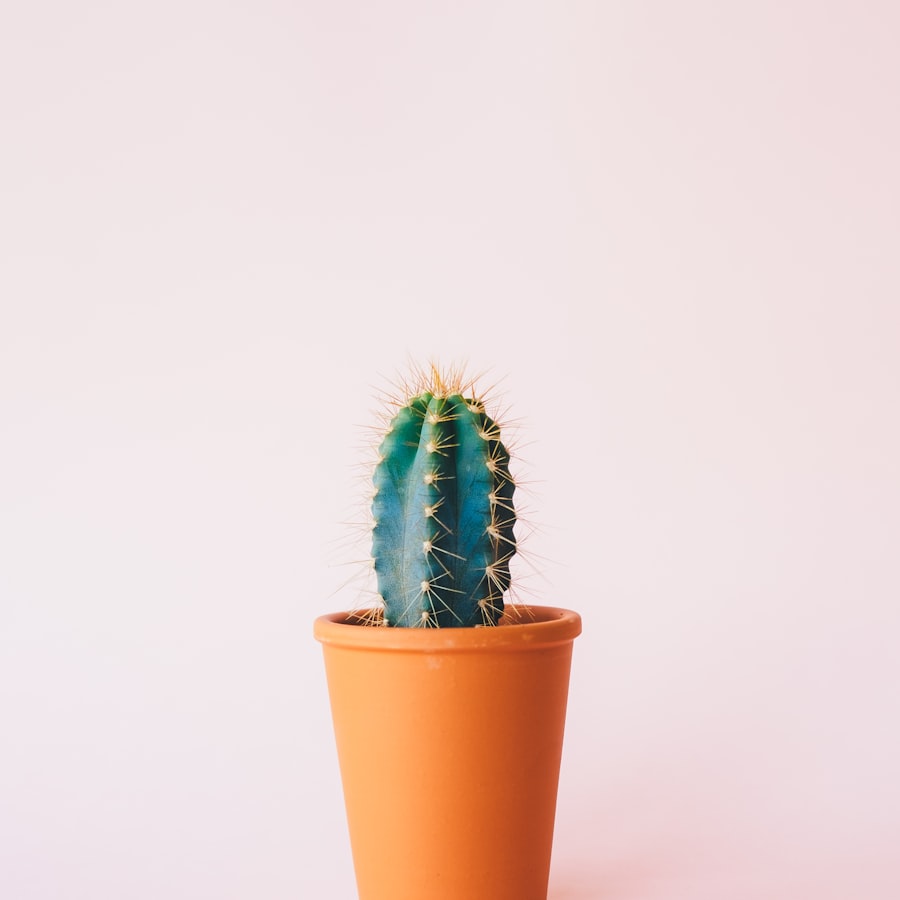Small blue-green cactus in an orange terracotta pot