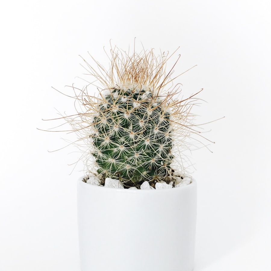 Fluffy white-spined cactus in a white pot