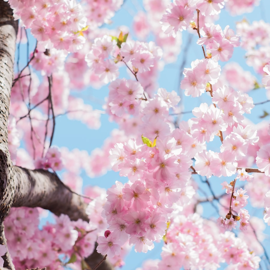 Pink cherry blossom branches in full bloom