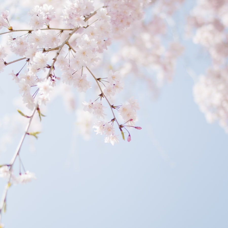Soft pink blossom against a blue sky