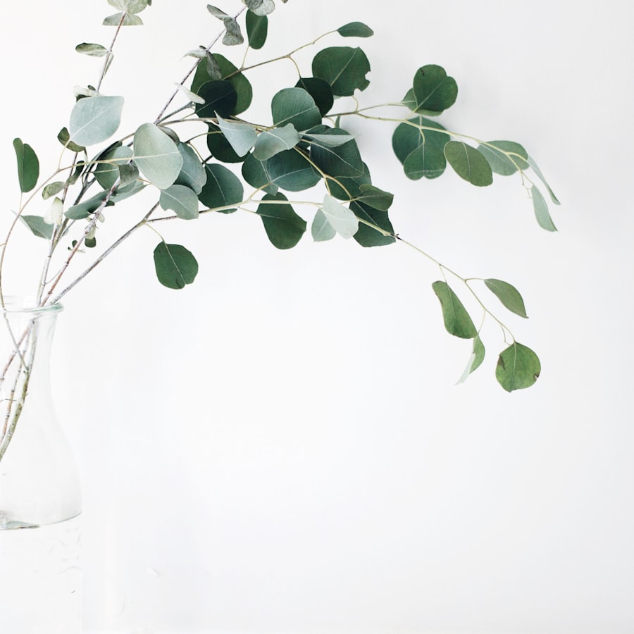 Fresh eucalyptus branches in a glass vase