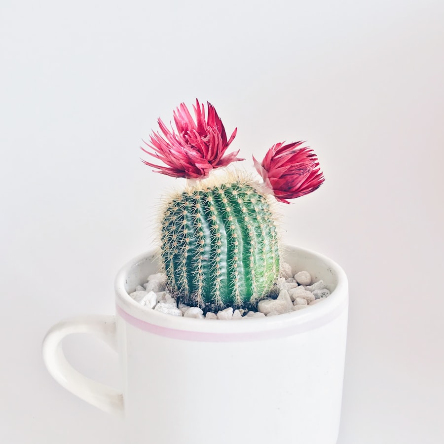 Small cactus with pink flowers in a white cup