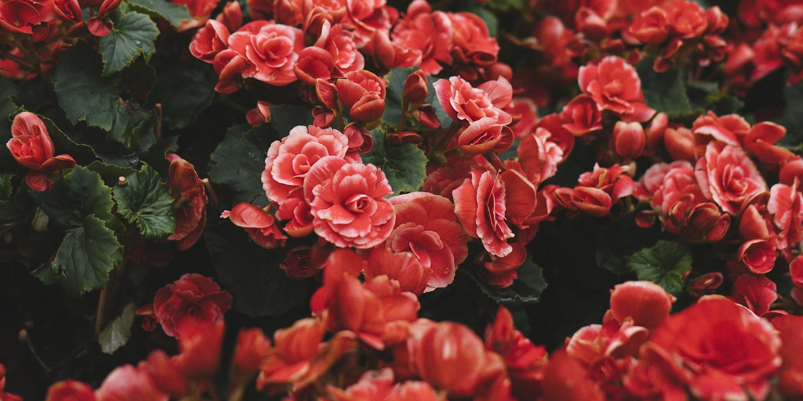 Bed of scarlet begonias in full bloom
