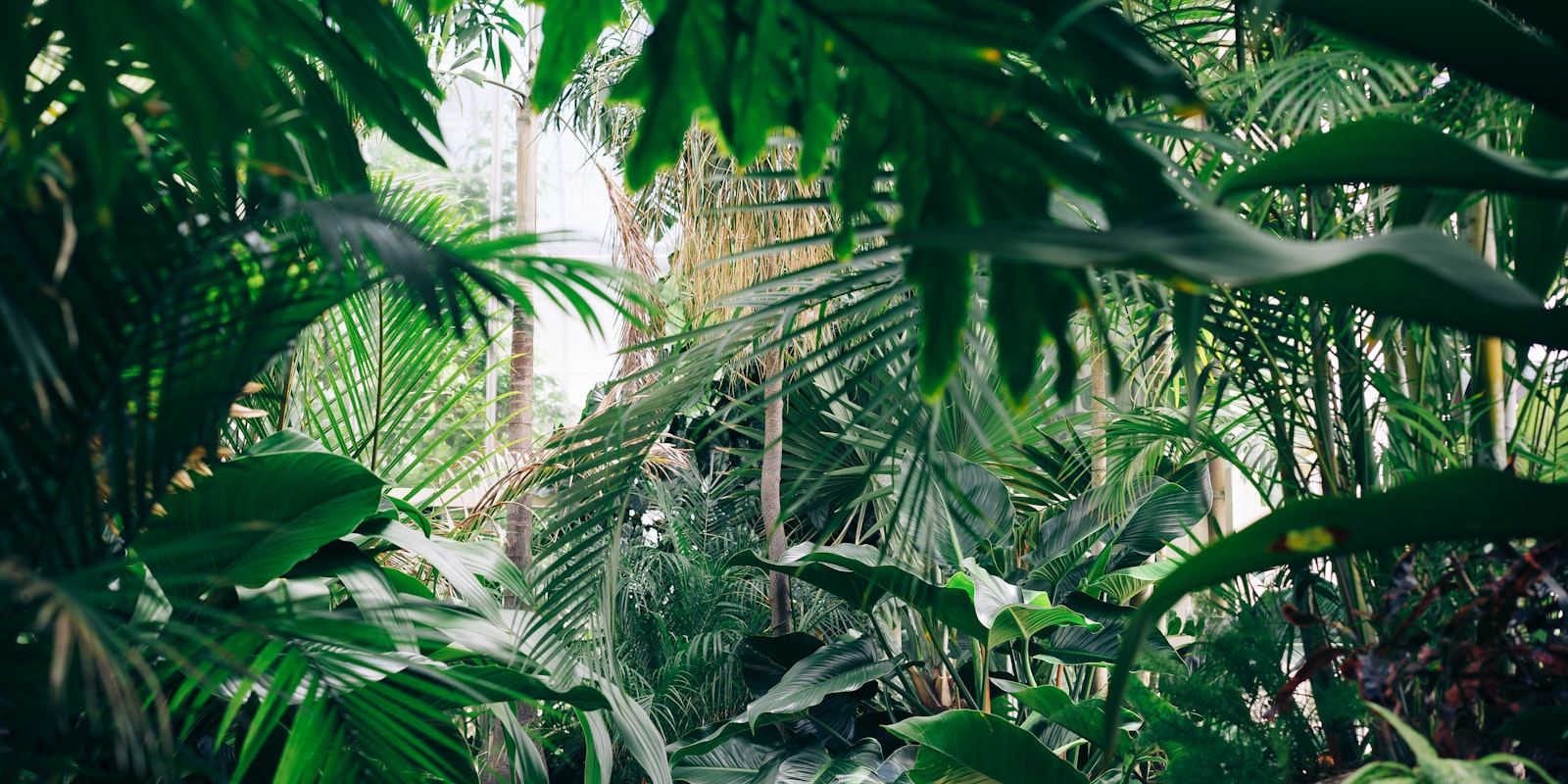 Lush greenhouse full of tropical indoor plants
