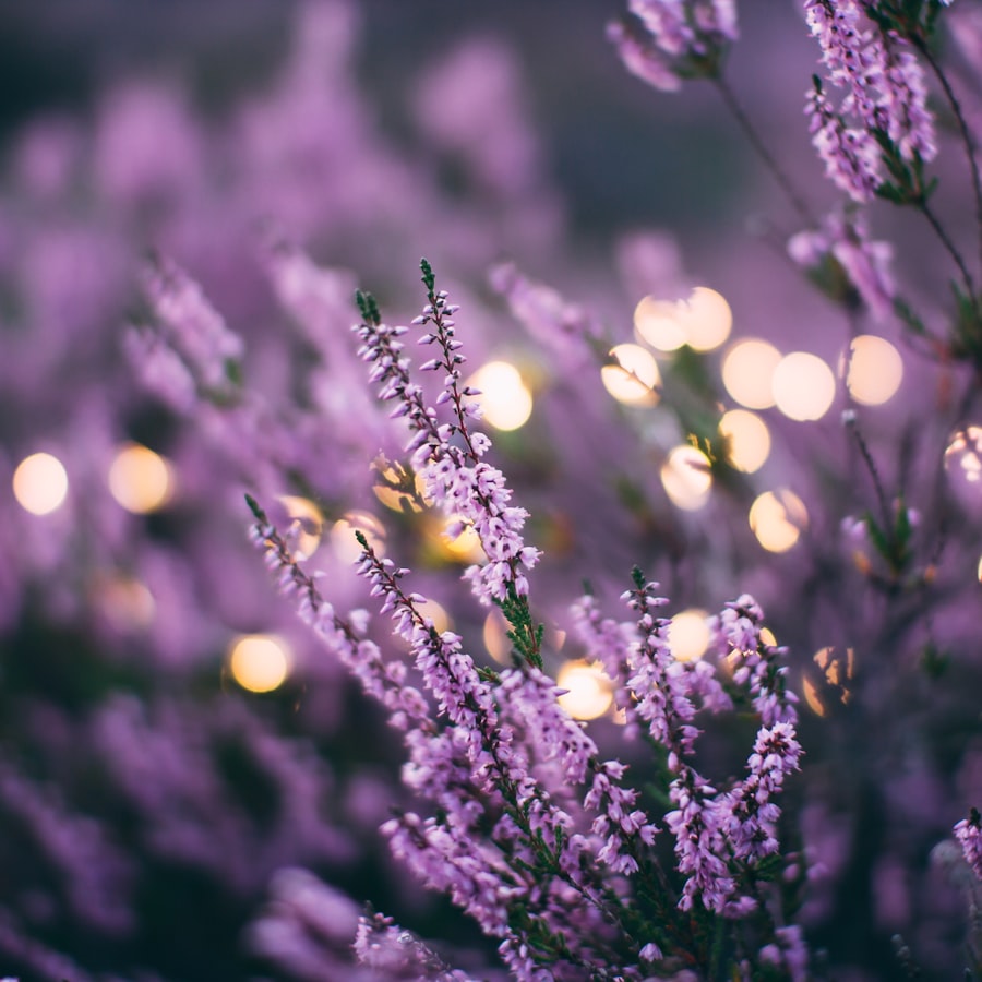 Purple lavender flowers with warm bokeh lights