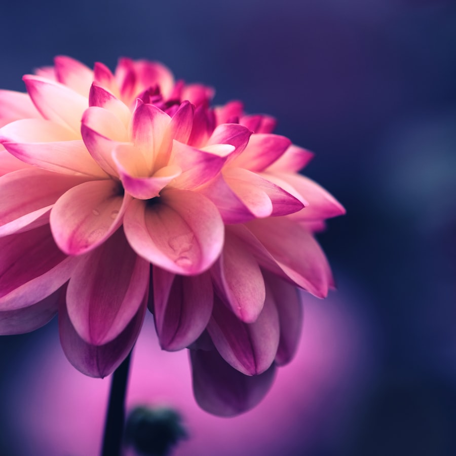 Vivid pink dahlia against a purple background