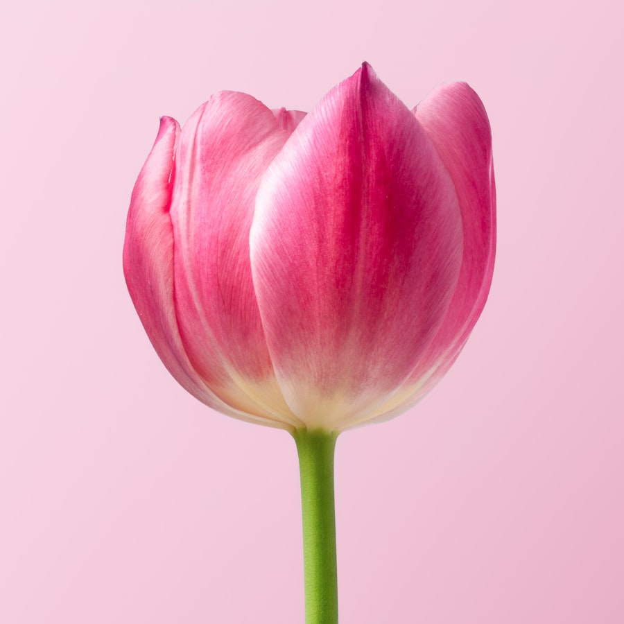 Single pink tulip against a soft pink background