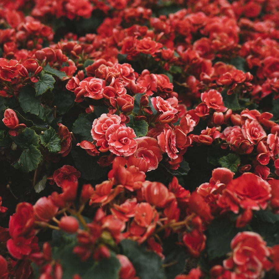 Bed of scarlet begonias in full bloom
