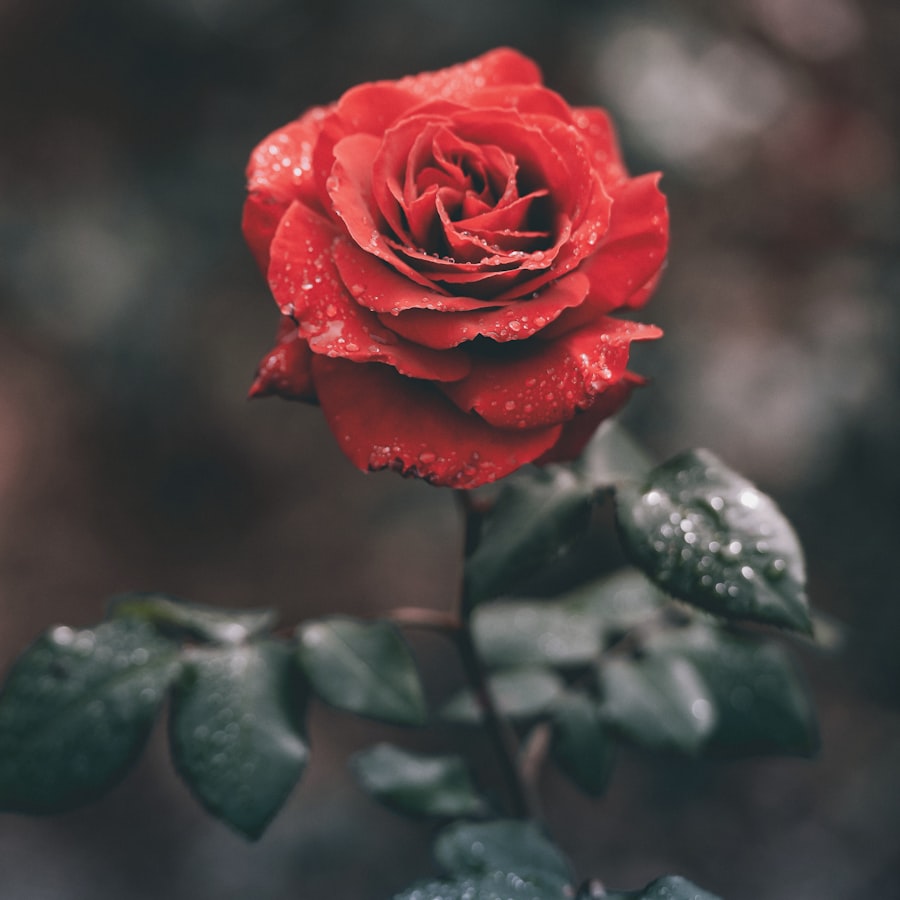 A single perfect red rose with dew drops