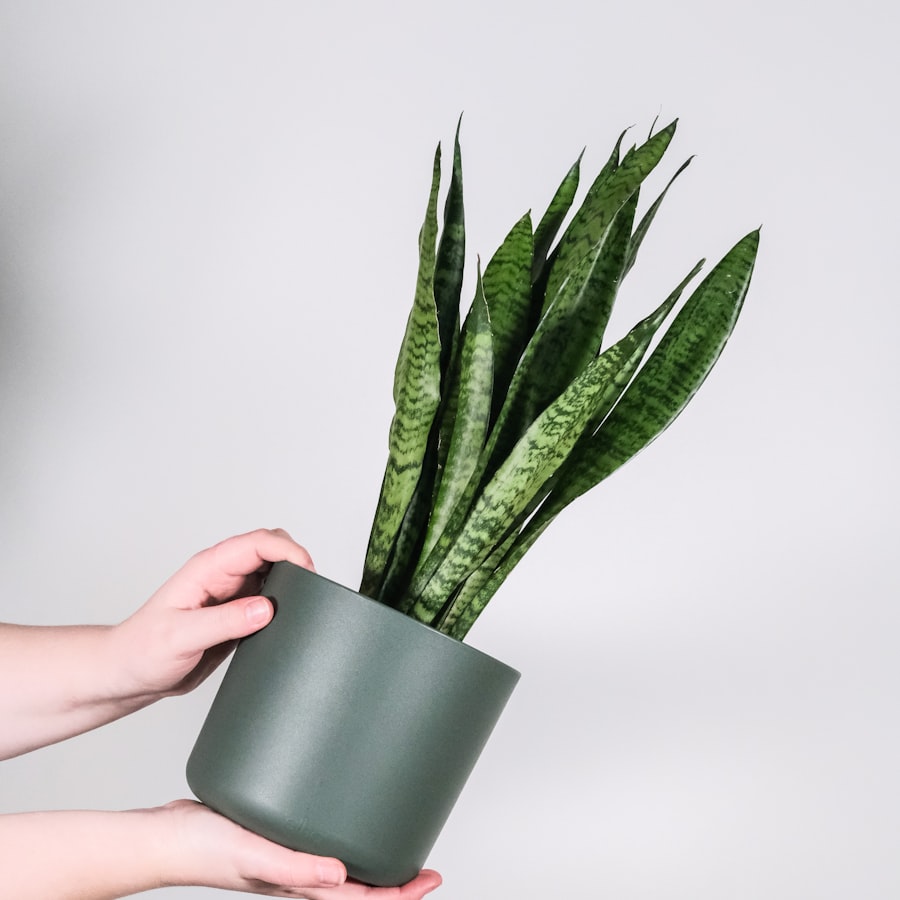 Snake plant (sansevieria) in a green ceramic pot held in hands