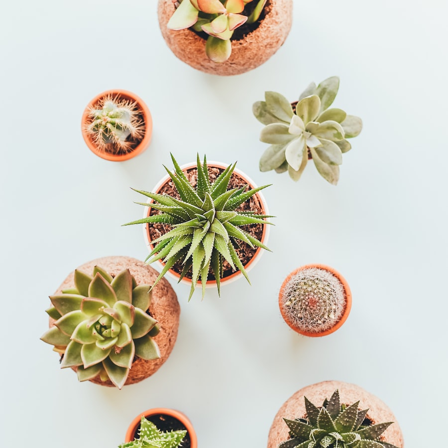 Assorted mini succulents and cacti in terracotta pots
