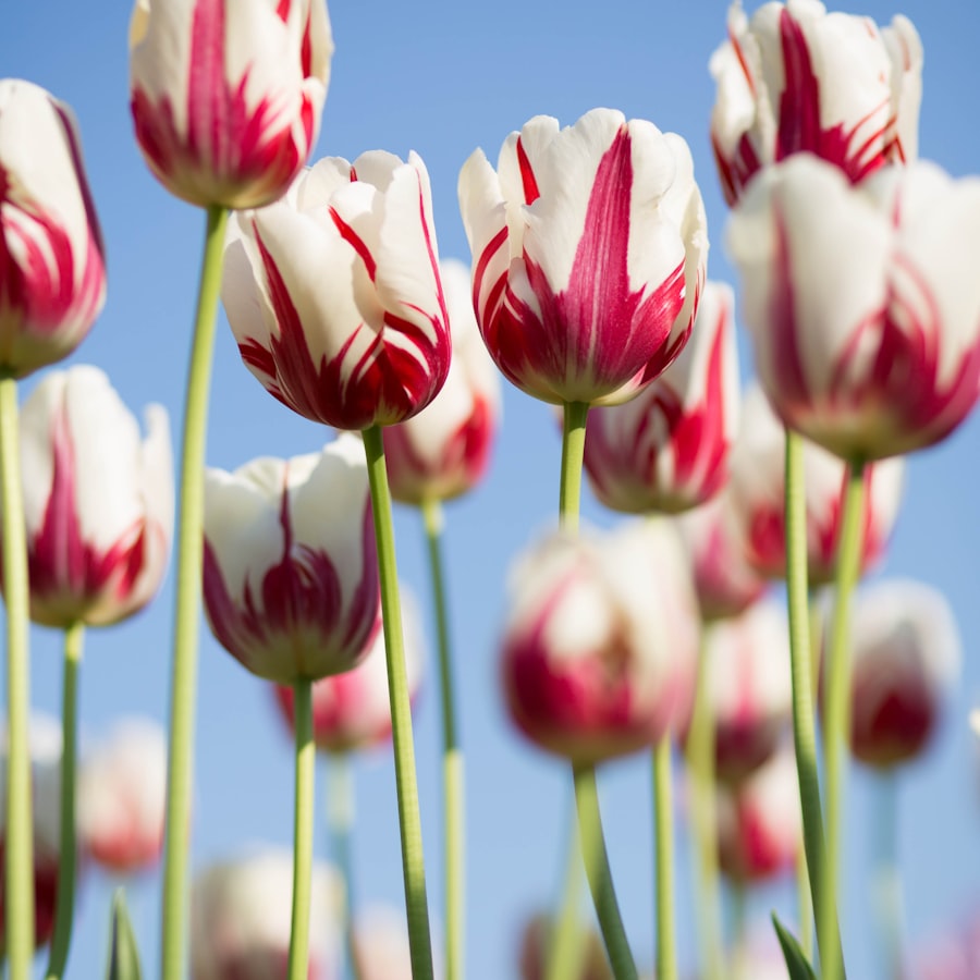 Red and white striped tulips against a blue sky